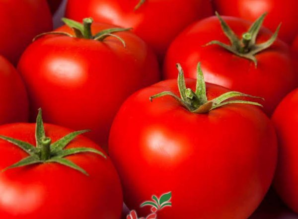  عکس گوجه فرنگی های تازه و شاداب