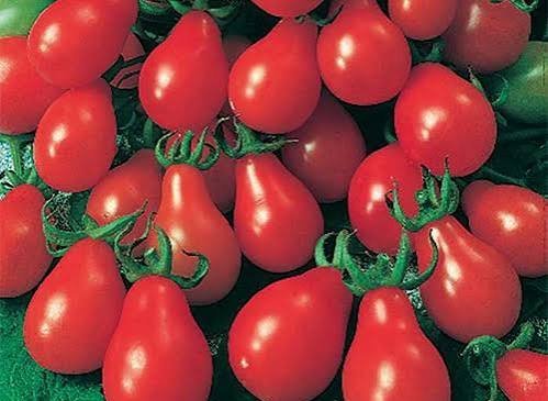  عکس گوجه فرنگی های تازه و شاداب