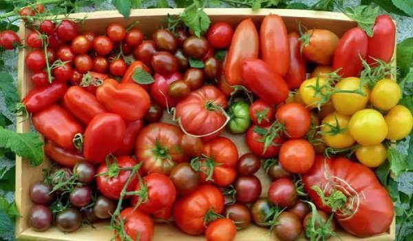  عکس گوجه فرنگی های تازه و شاداب