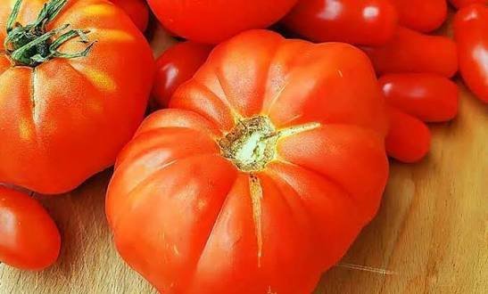  عکس گوجه فرنگی های تازه و شاداب