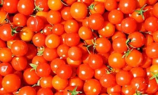  عکس گوجه فرنگی های تازه و شاداب