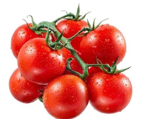  عکس گوجه فرنگی های تازه و شاداب