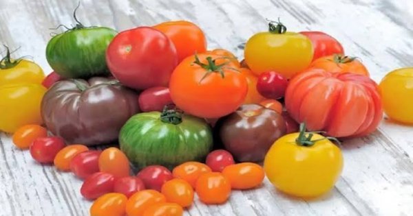  عکس گوجه فرنگی های تازه و شاداب