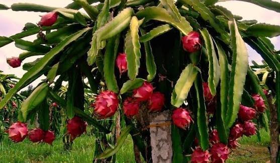  عکس دراگون فروت یا میوه اژدها برای استوری