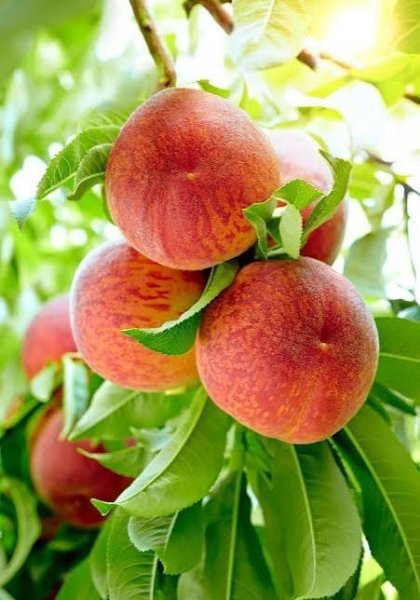  عکس درخت هلو کارتونی