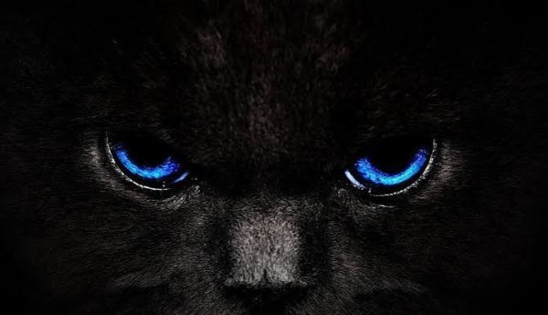 عکس پلنگ خفن سیاه و مشکی برای پروفایل
