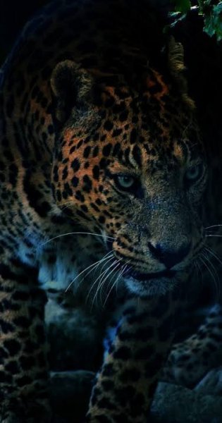  عکس پلنگ خفن سیاه و مشکی برای پروفایل
