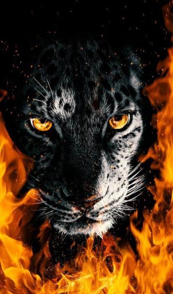  عکس پلنگ خفن سیاه و مشکی برای پروفایل