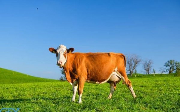  عکس پس زمینه گاو های قهوه ای زیبا در طبیعت