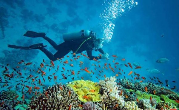  عکس غواص شجاع نیروی دریایی