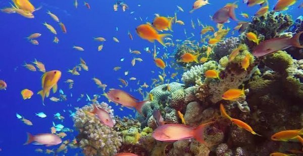 عکس ماهی های رنگارنگ در عمق دریا