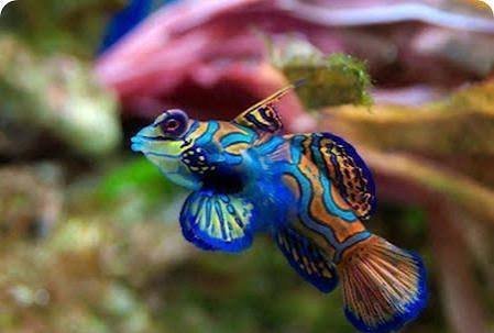  عکس ماهی های رنگارنگ در عمق دریا