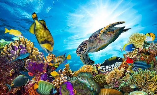  عکس ماهی های رنگارنگ در عمق دریا