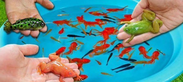  عکس کیوت ماهی قرمز کوچلو