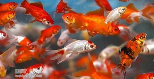  عکس کیوت ماهی قرمز کوچلو