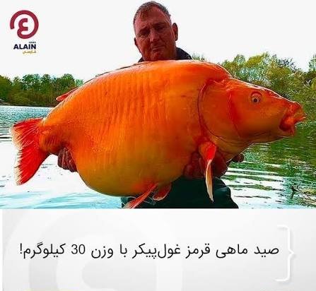  عکس ماهی قرمز بزرگ