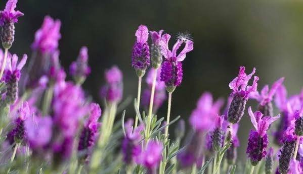  عکس گل اسطوخودوس روی شاخه های بلندش