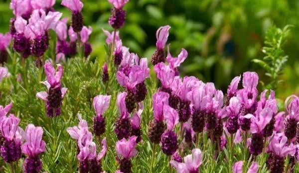  عکس گل اسطوخودوس روی شاخه های بلندش