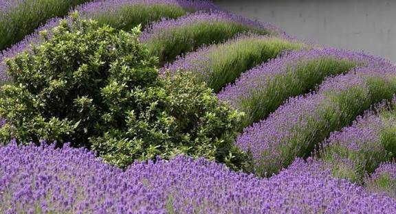  عکس گل اسطوخودوس روی شاخه های بلندش