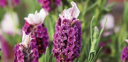  عکس گل اسطوخودوس روی شاخه های بلندش