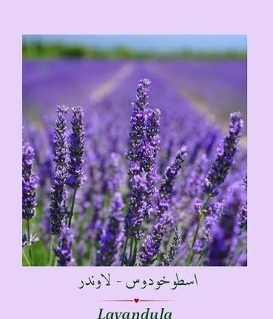  عکس گل اسطوخودوس روی شاخه های بلندش