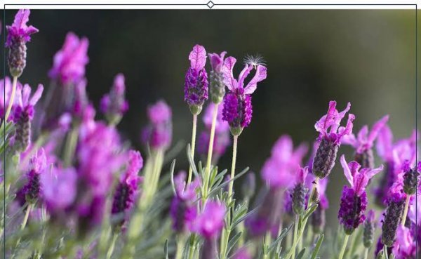  عکس گل اسطوخودوس روی شاخه های بلندش