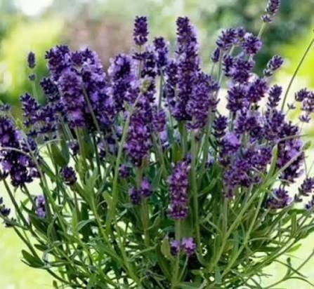  عکس گل اسطوخودوس روی شاخه های بلندش