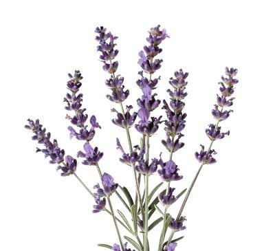  عکس گل اسطوخودوس روی شاخه های بلندش