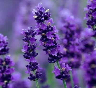  عکس گل اسطوخودوس روی شاخه های بلندش