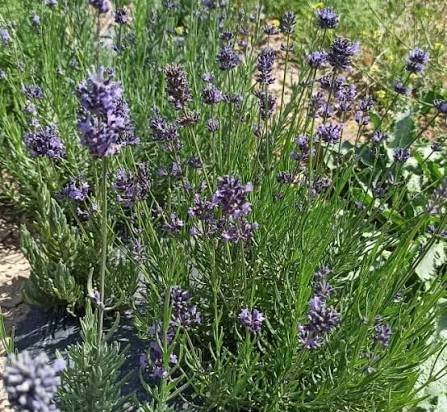  عکس گل اسطوخودوس روی شاخه های بلندش