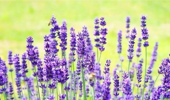  عکس گل اسطوخودوس روی شاخه های بلندش