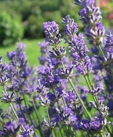  عکس گل اسطوخودوس روی شاخه های بلندش