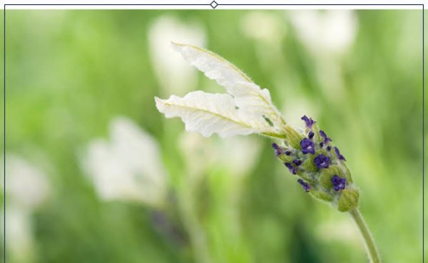  عکس گل اسطوخودوس روی شاخه های بلندش