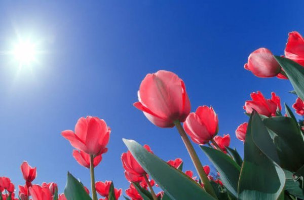 عکس گل های لاله رنگارنگ برای کامپیوتر