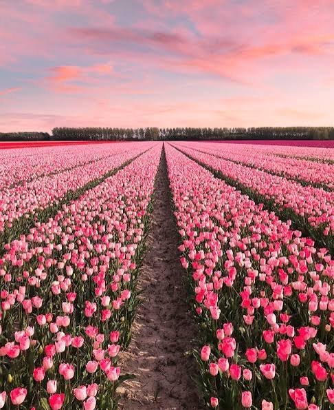  عکس گل های لاله رنگارنگ برای کامپیوتر