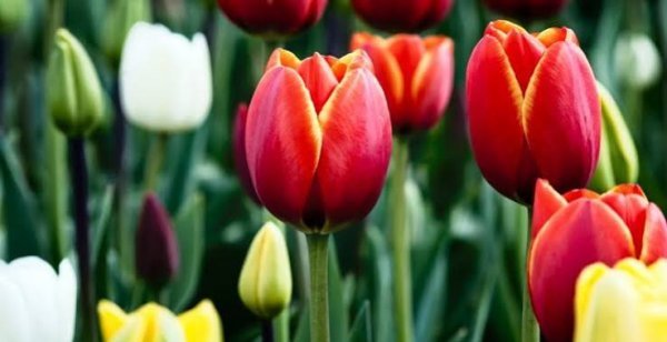  عکس گل های لاله رنگارنگ برای کامپیوتر