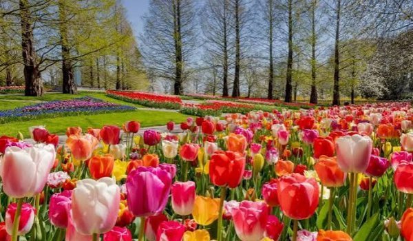  عکس گل های لاله رنگارنگ برای کامپیوتر