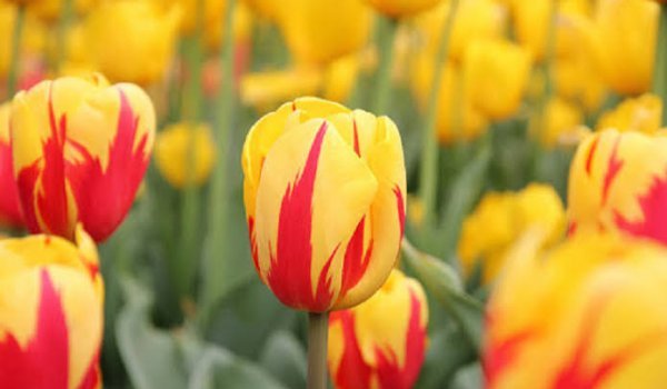  عکس گل های لاله رنگارنگ برای کامپیوتر