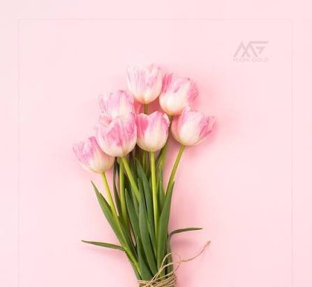  عکس گل های لاله رنگارنگ برای کامپیوتر