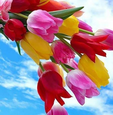  عکس گل های لاله رنگارنگ برای کامپیوتر