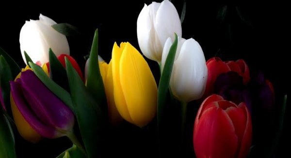  عکس گل های لاله رنگارنگ برای کامپیوتر
