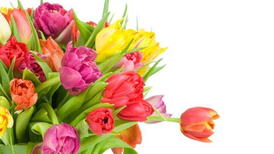  عکس گل های لاله رنگارنگ برای کامپیوتر