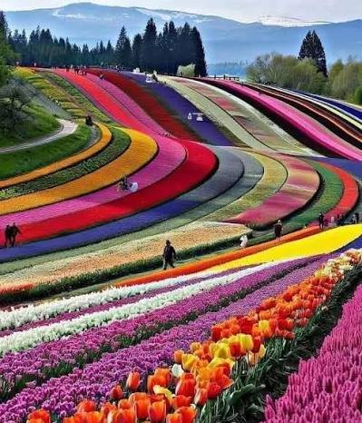  عکس گل های لاله رنگارنگ برای کامپیوتر