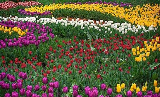  عکس گل های لاله رنگارنگ برای کامپیوتر