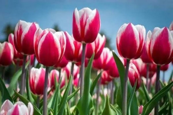  عکس گل های لاله رنگارنگ برای کامپیوتر