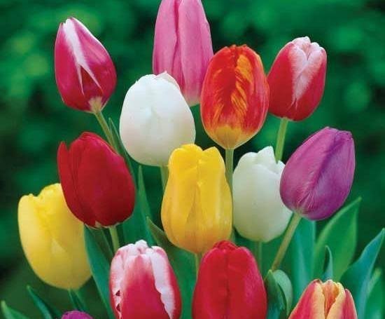  عکس گل های لاله رنگارنگ برای کامپیوتر