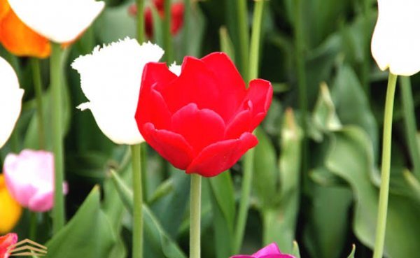  عکس گل های لاله رنگارنگ برای کامپیوتر
