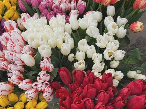  عکس گل های لاله رنگارنگ برای کامپیوتر