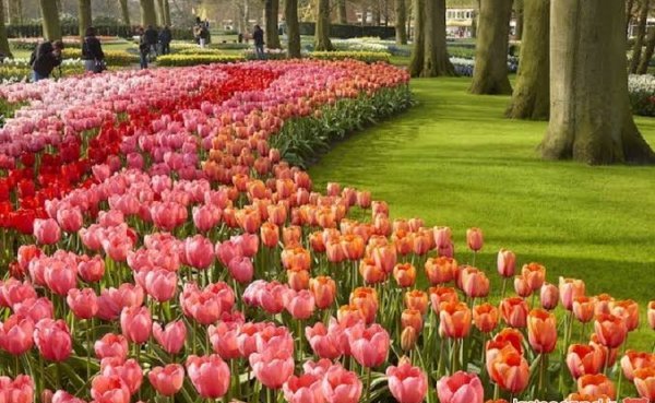  عکس گل های لاله رنگارنگ برای کامپیوتر