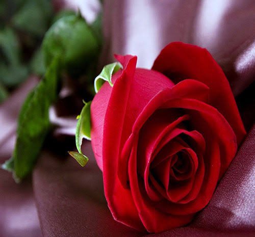  عکس هنری دسته گل رز قرمز